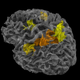A rotated view of the brain’s physics engine.